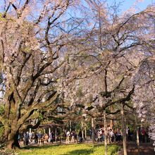 夕方5時ころのしだれ桜