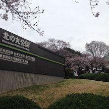 九段下駅前は桜がきれいです