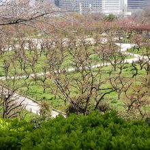 大阪城内の梅林