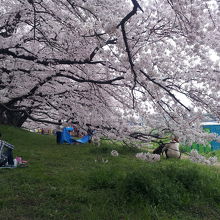 桜のドーム中での花見ができます。