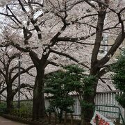 こんもりとした桜の花はなんだか豊かな感じ