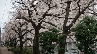こんもりとした桜の花はなんだか豊かな感じ