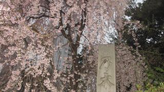 桜が綺麗でした