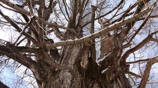 哀しい伝説の残る大銀杏