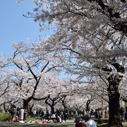 小高い場所に桜がぎゅっと