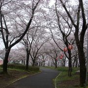 今年も桜が綺麗
