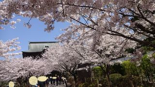 ⒋月2日、青空の下、古刹は桜が満開でした。