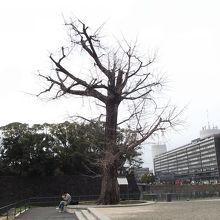 未だ新芽も出ていませんでした