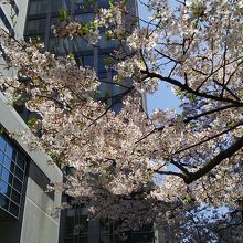 高層ビルを背景に咲いています