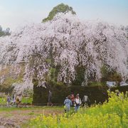 旧庄屋「中越家」の庭にある見事なしだれ桜