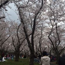 桜！！