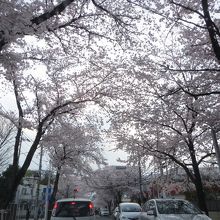 駐車場までの桜並木も美しい