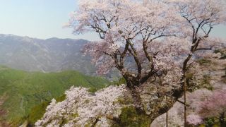県の天然記念物にも指定されている一本桜が見事なお花見スポット