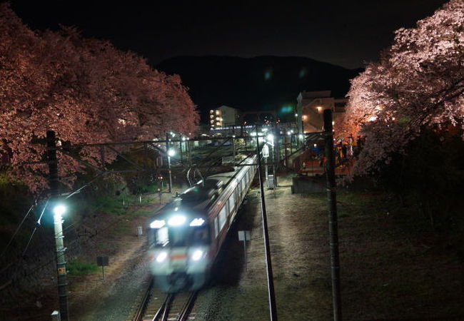 かながわ　山北さくらまつり　夜桜を横切る御殿場線　2015春