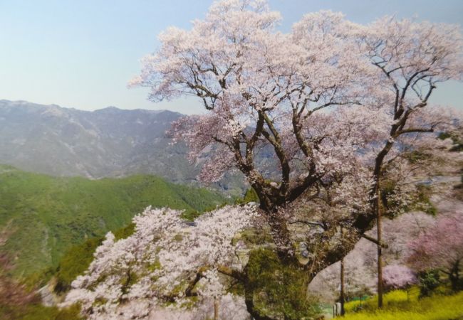 県の天然記念物にも指定されている一本桜が見事なお花見スポット