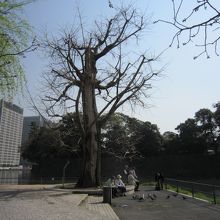 イチョウの周りにいる人々