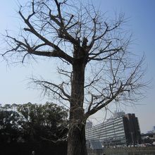 イチョウとパレスサイドビル