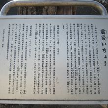 震災イチョウ説明板