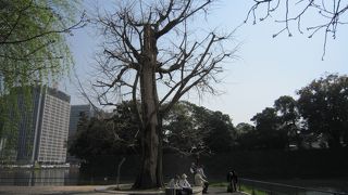 関東大震災で生き残った木です