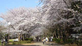 ♪さくら、さくら～