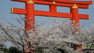 平安神宮周辺の桜