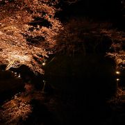 こじんまりとした夜桜スポット