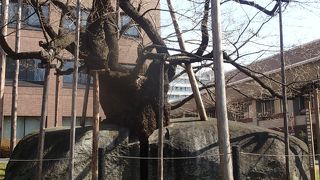 生命力を感じます。