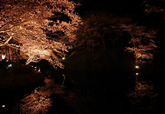 こじんまりとした夜桜スポット