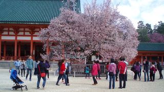 平安神宮と桜