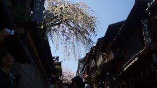 桜と混雑と三年坂