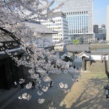 清水門と桜