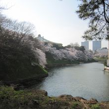 清水門入口前から武道館と桜とお堀