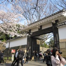 高麗門と桜