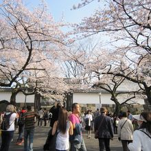高麗門と桜を見る人々
