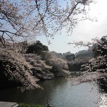 田安門高麗門入口方面から千鳥ヶ淵の桜