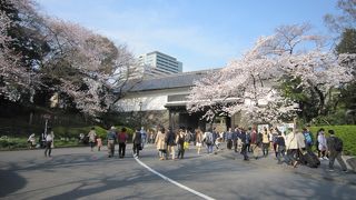 桜の時期人人でいっぱいです