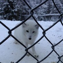 白キツネ？タヌキ？可愛かったです★