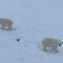 親子らしいです。ガイドさん曰くリンゴが大好物だって＾＾