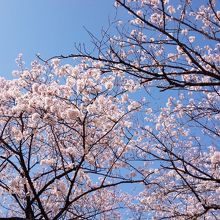 青空と桜は本当にキレイ！