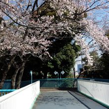 動物園前の橋の上はまだ６部咲き