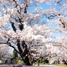 本数は多くないが大木で、上から降り注ぐ様が美しい