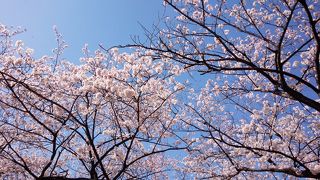 今年の桜開花は早い！！