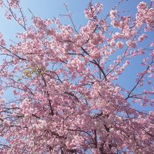 一橋大学前の桜