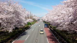 これまで見たことないほどの大木のソメイヨシノ（桜）に驚き！