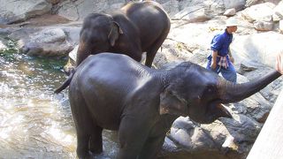 早めに行かないと象に乗れません