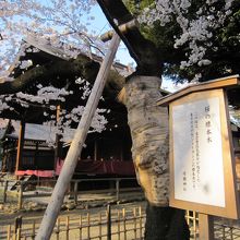 能楽堂と桜の標準木説明板