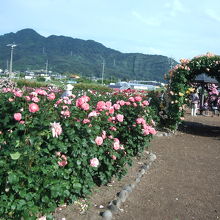 バラ公園のバラの花
