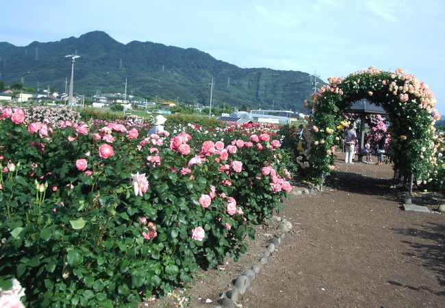 千曲川沿いで散策向き