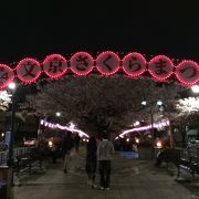 夜桜見物に