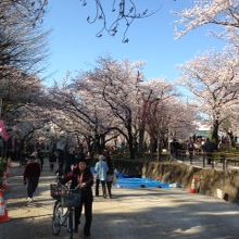 少し散り始めていました。